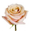 ΤΡΙΑΝΤΑΦΥΛΛΑ ΣΟΜΟΝ 50εκ. ROSEN MOYHE 50CM